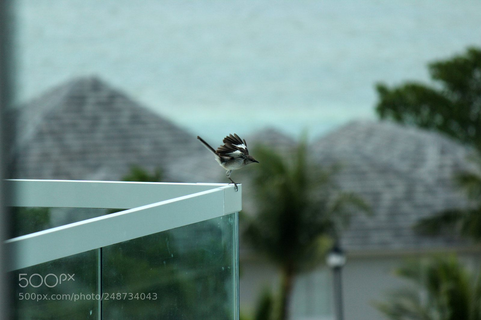 Canon EOS 600D (Rebel EOS T3i / EOS Kiss X5) sample photo. Img photography