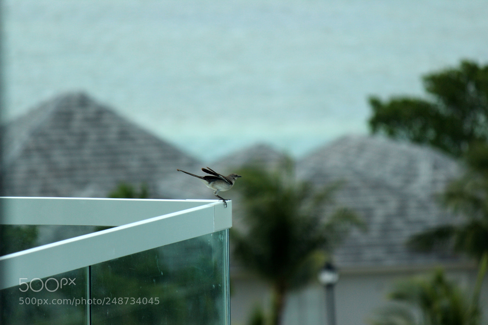 Canon EOS 600D (Rebel EOS T3i / EOS Kiss X5) sample photo. Img photography