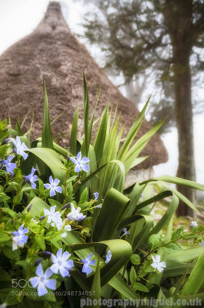 Nikon D300 sample photo. Flowers by castro of photography