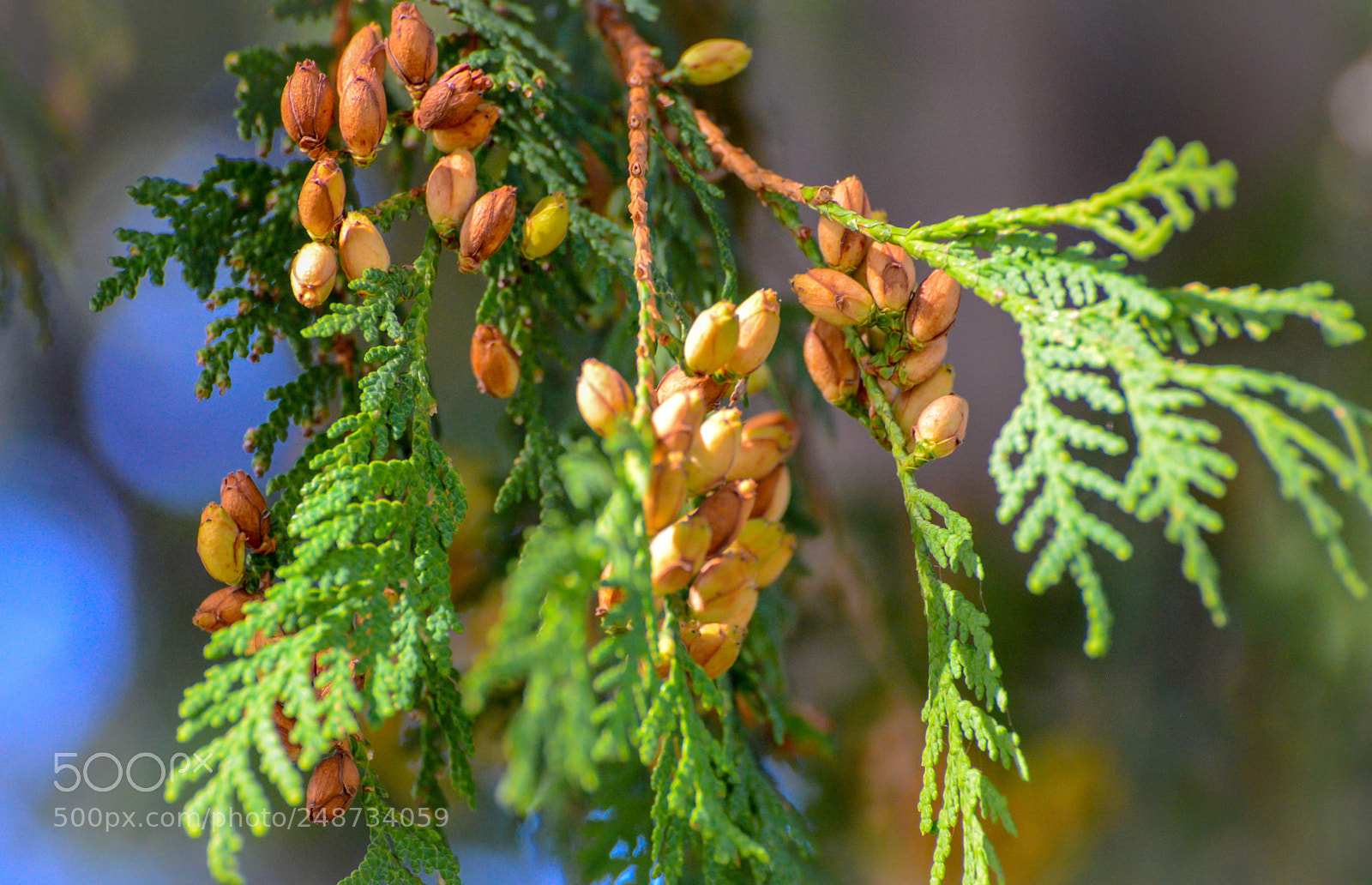 Nikon D600 sample photo. Ready to grow photography