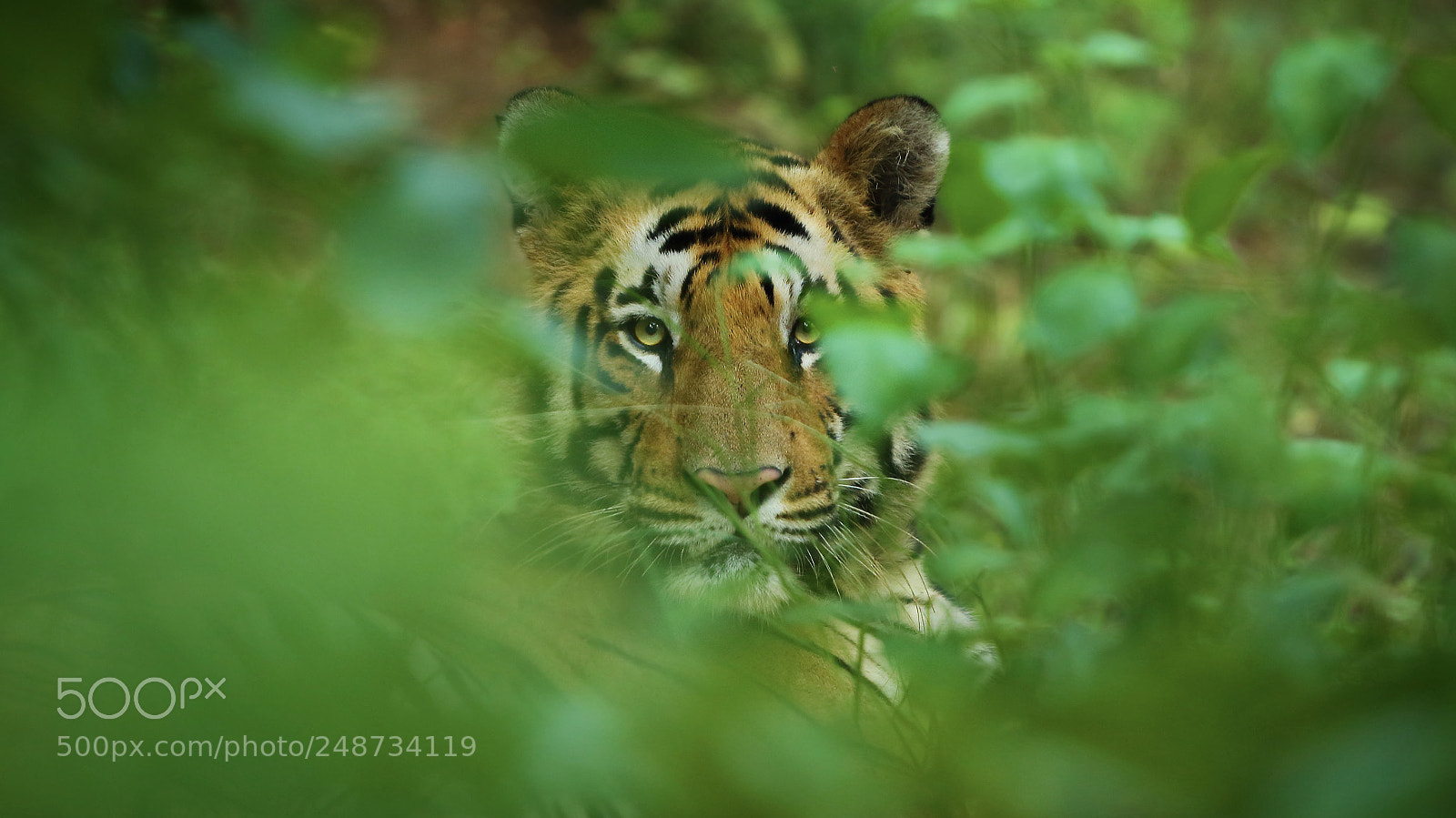Canon EOS 7D Mark II sample photo. Green photography