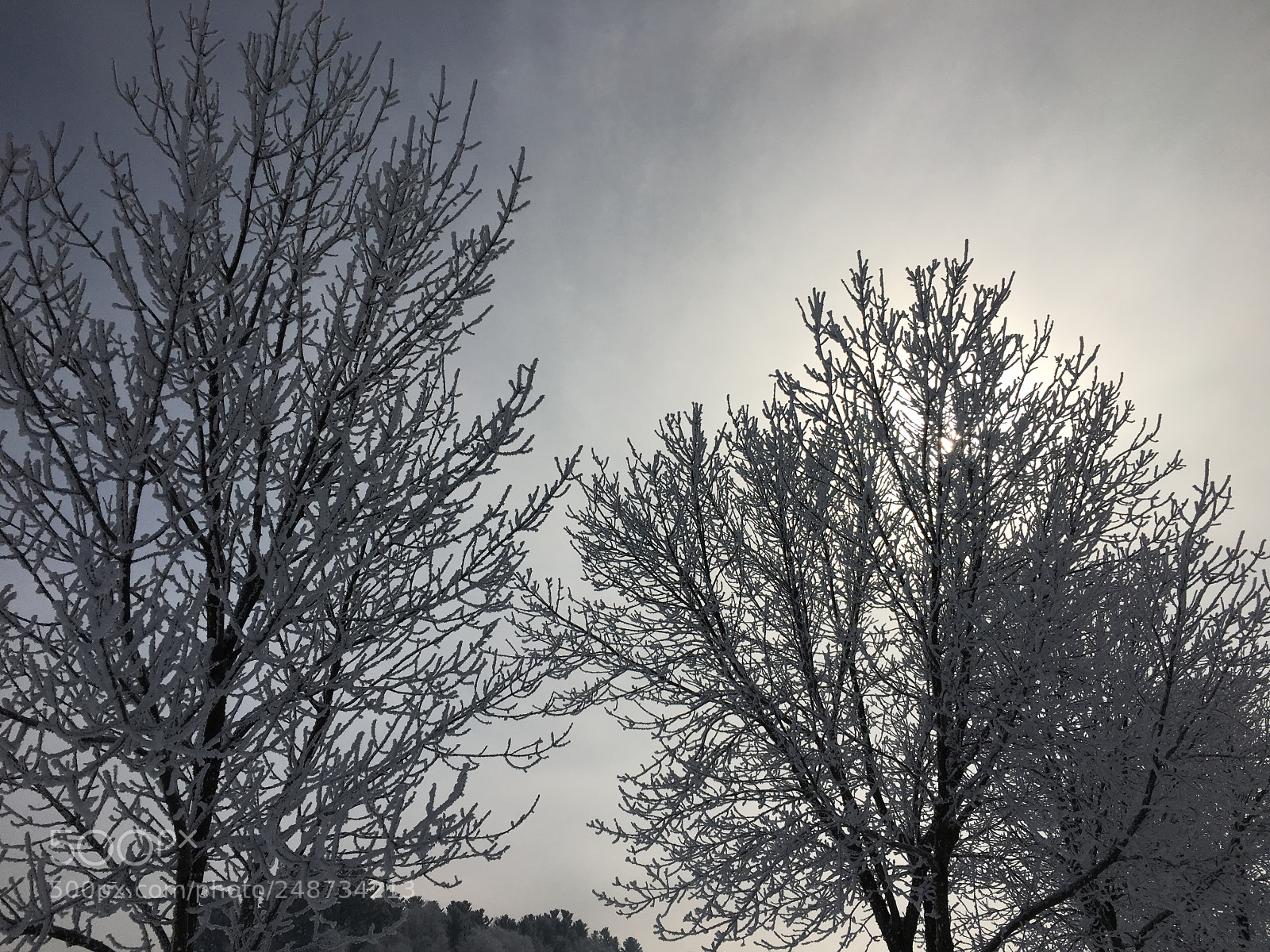 Apple iPhone 6s sample photo. Winter on trees photography
