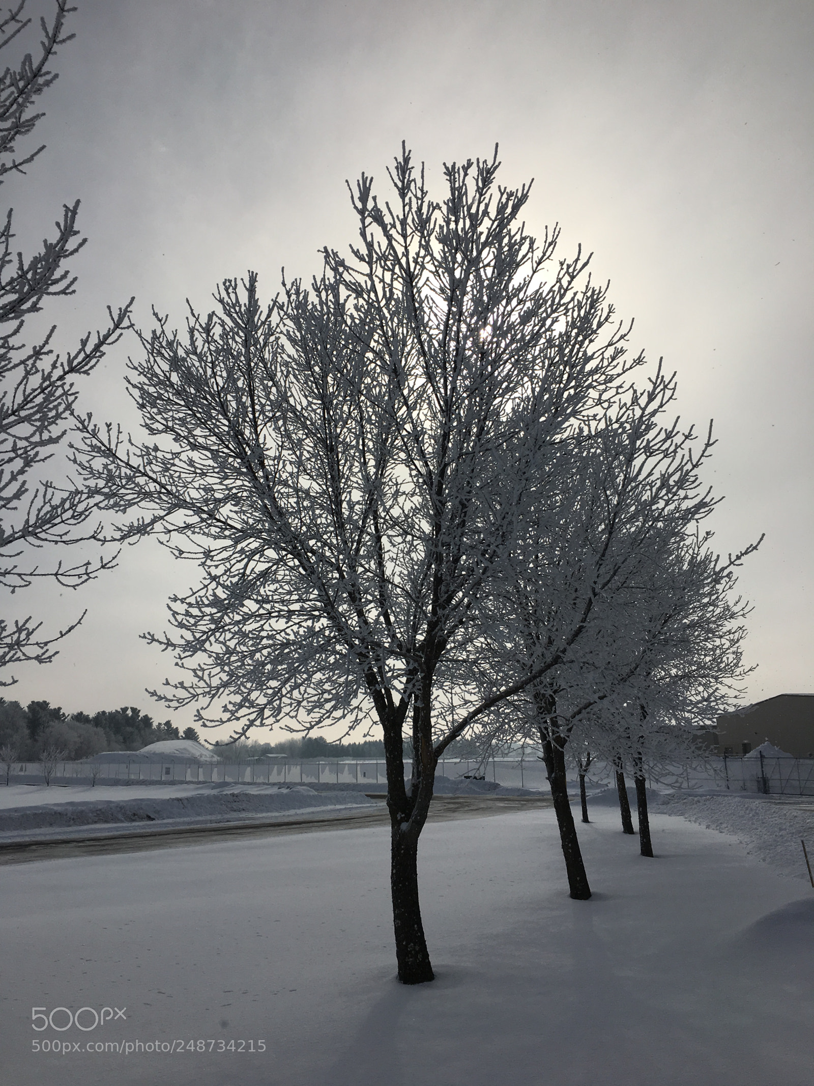 Apple iPhone 6s sample photo. Winter on trees photography