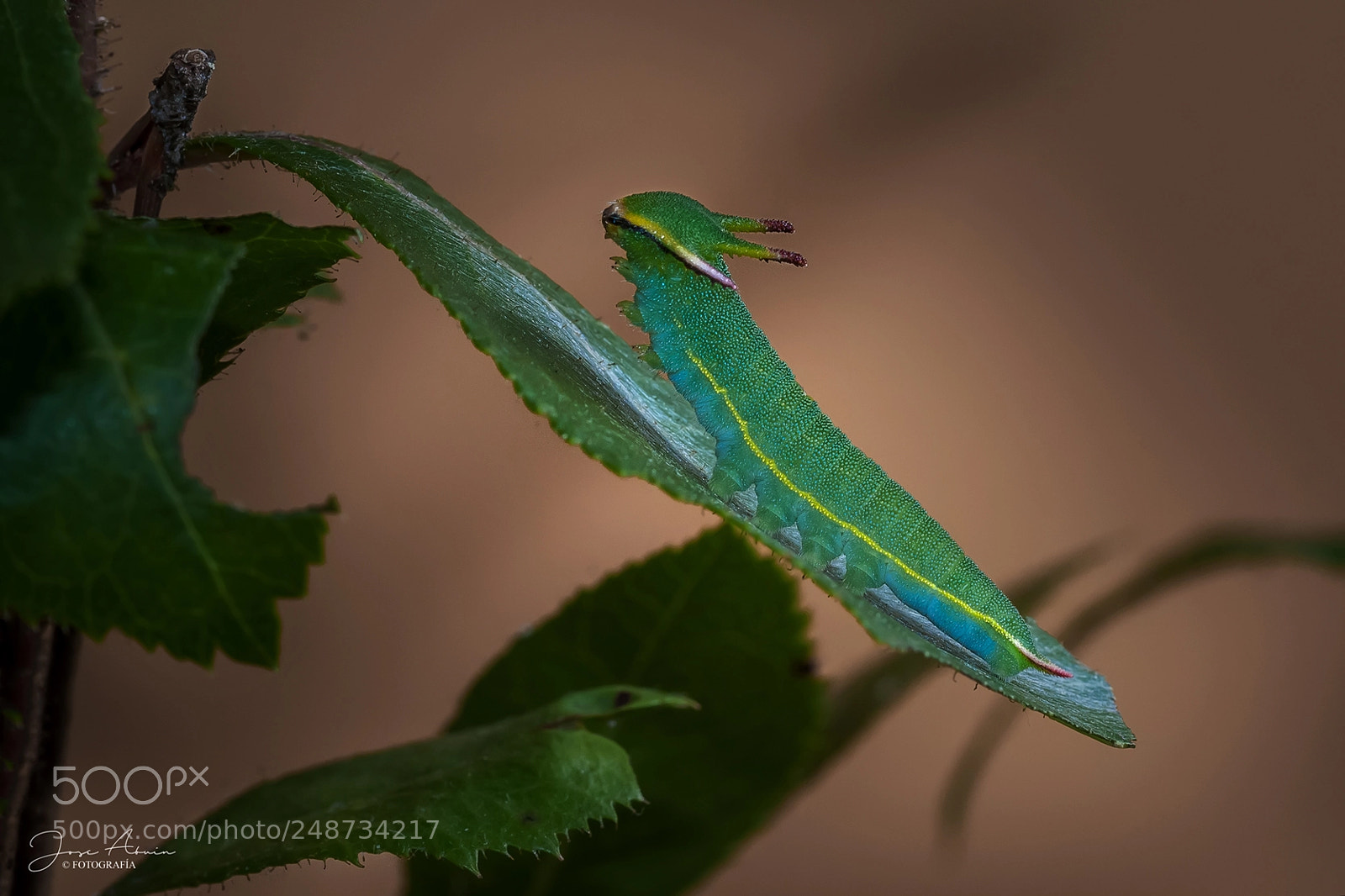 Canon EOS 1000D (EOS Digital Rebel XS / EOS Kiss F) sample photo. Charaxes jasius photography