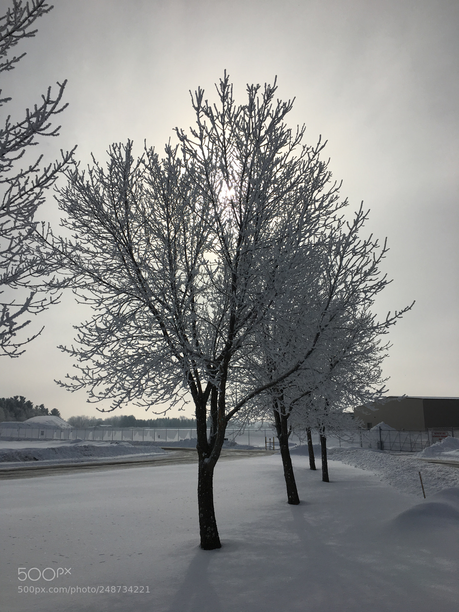 Apple iPhone 6s sample photo. Winter on trees photography
