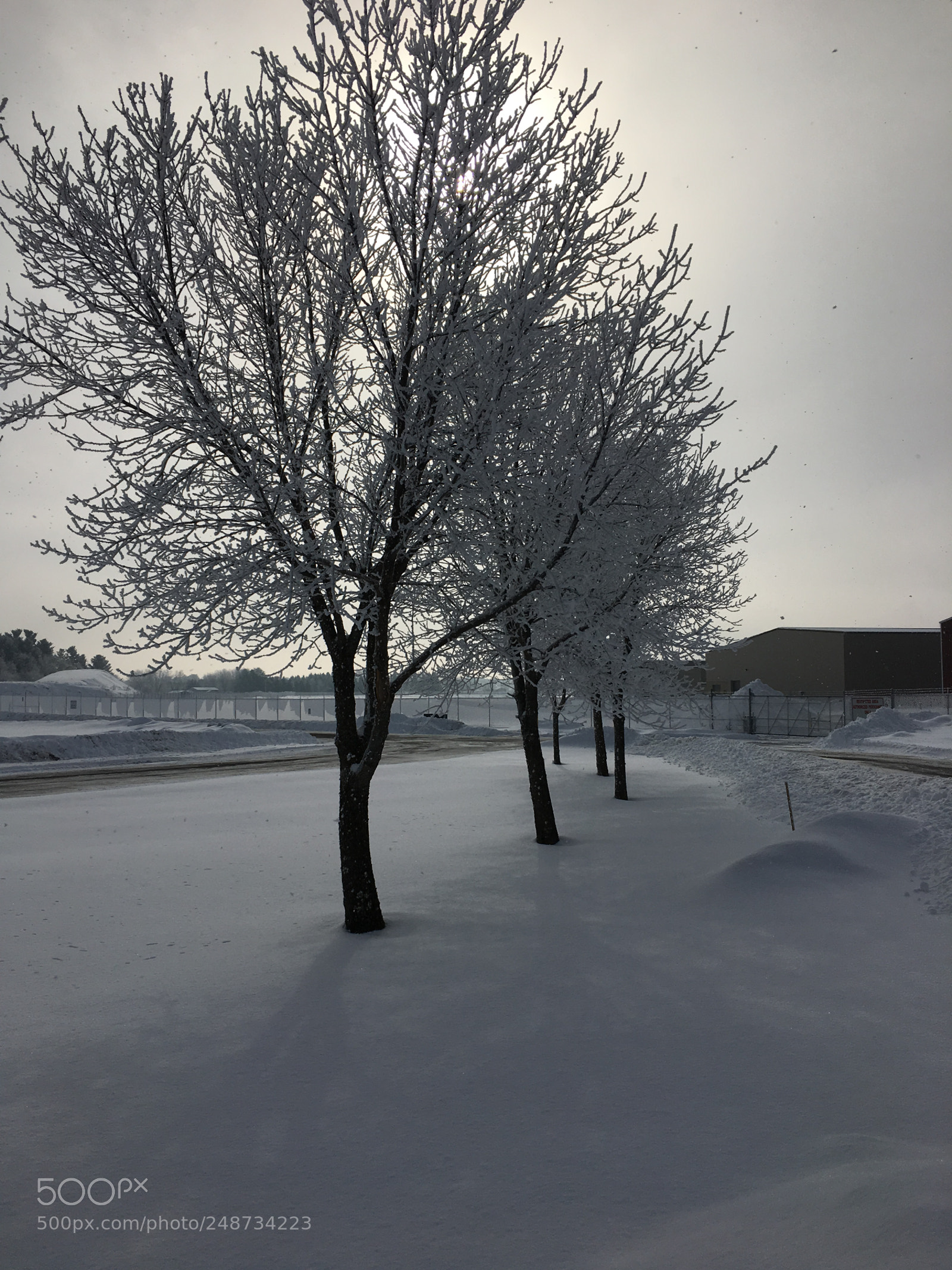 Apple iPhone 6s sample photo. Winter on trees photography