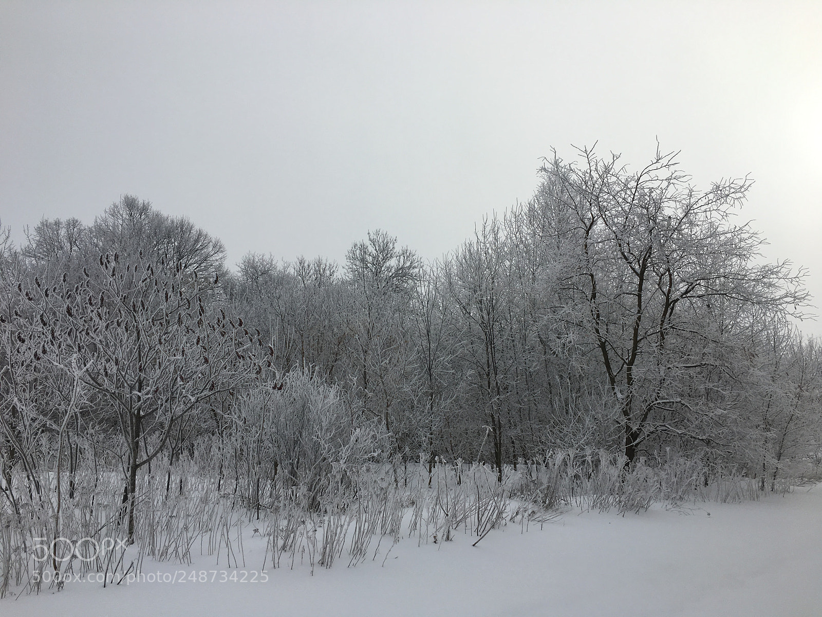 Apple iPhone 6s sample photo. Winter on trees photography