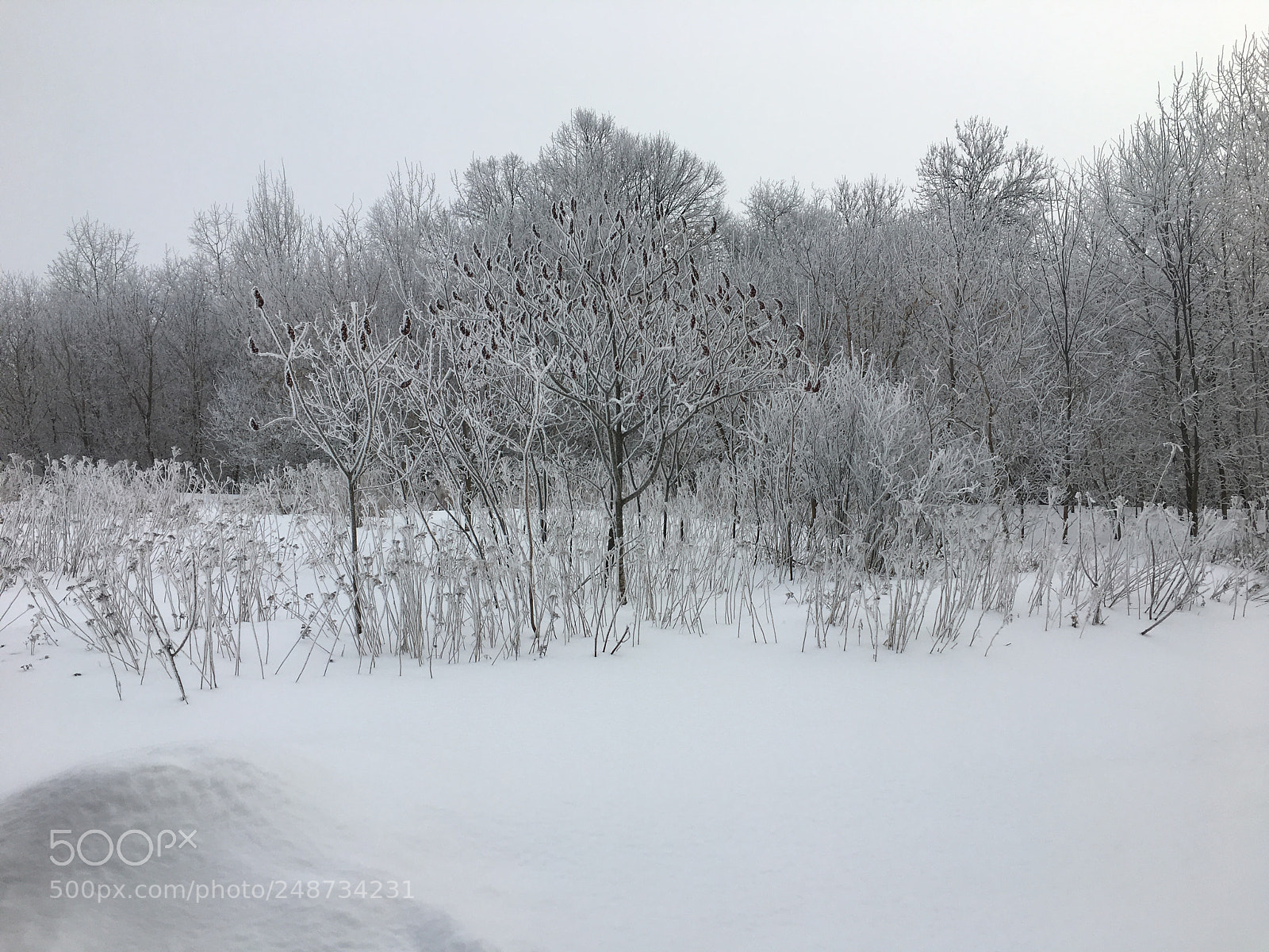 Apple iPhone 6s sample photo. Winter on trees photography