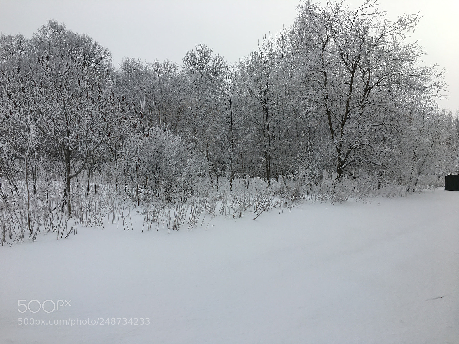 Apple iPhone 6s sample photo. Winter on trees photography