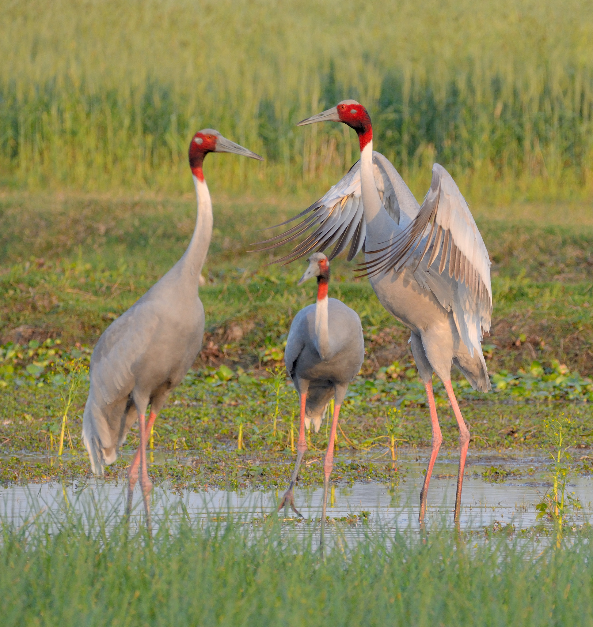 Nikon D7100 + Sigma 150-600mm F5-6.3 DG OS HSM | C sample photo. Sarus crane family photography