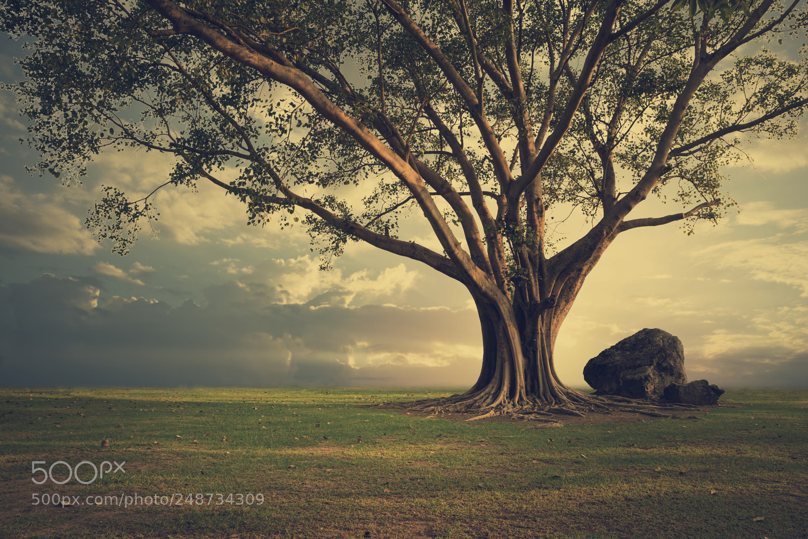 Nikon D610 sample photo. Big horrible tree bonhi photography