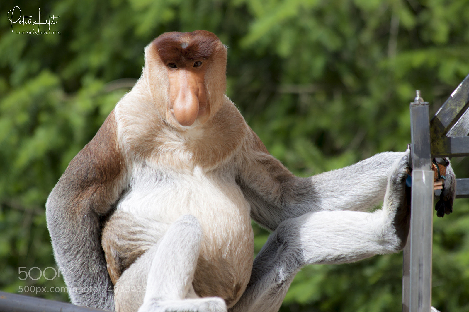 Canon EOS 50D sample photo. Zoo photography