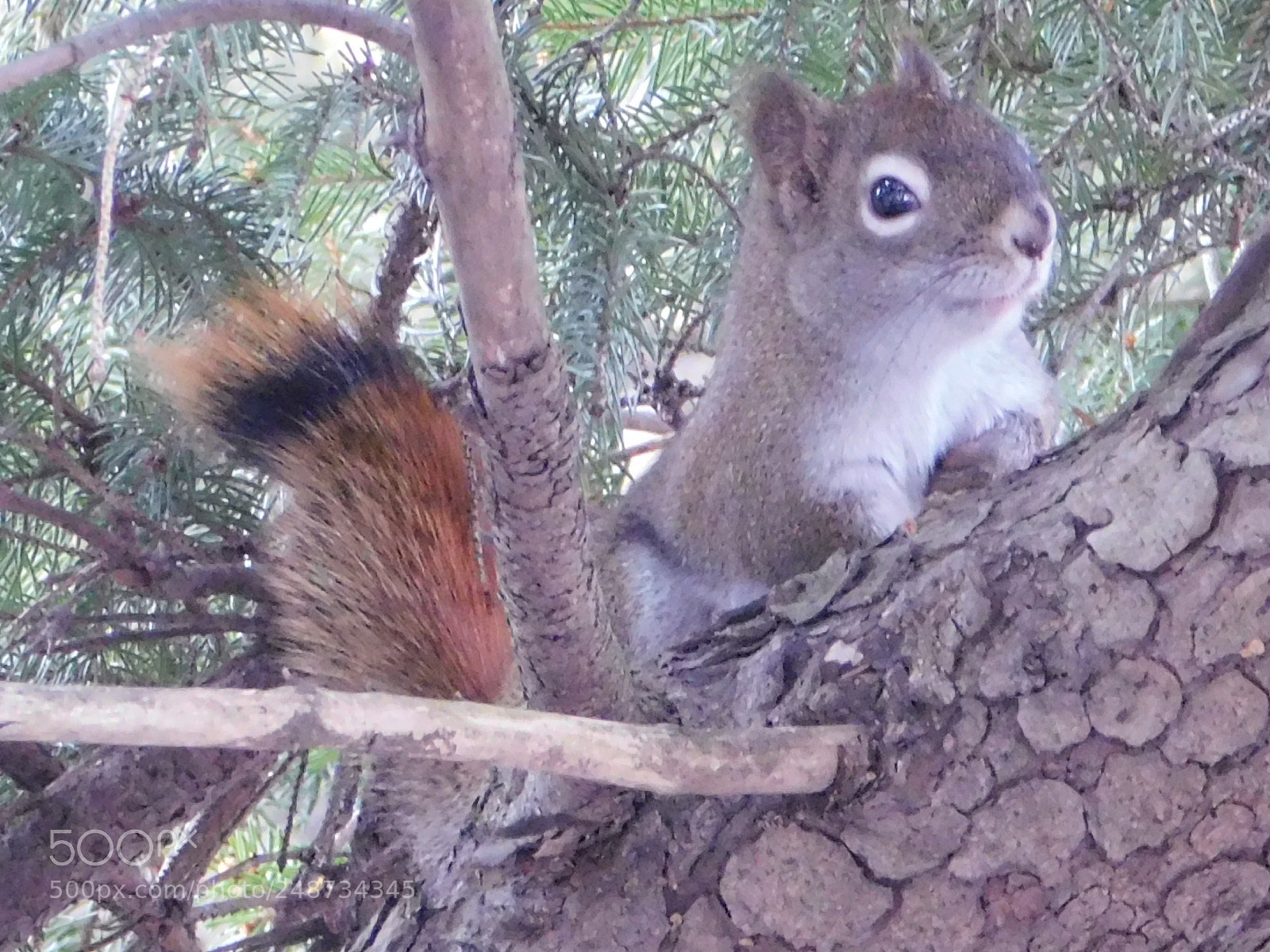 Nikon Coolpix B500 sample photo. Red squirrel photography