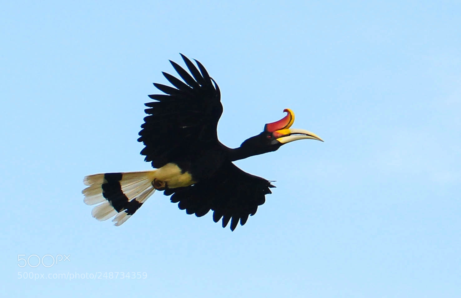 Canon EOS 100D (EOS Rebel SL1 / EOS Kiss X7) sample photo. Funny bird photography