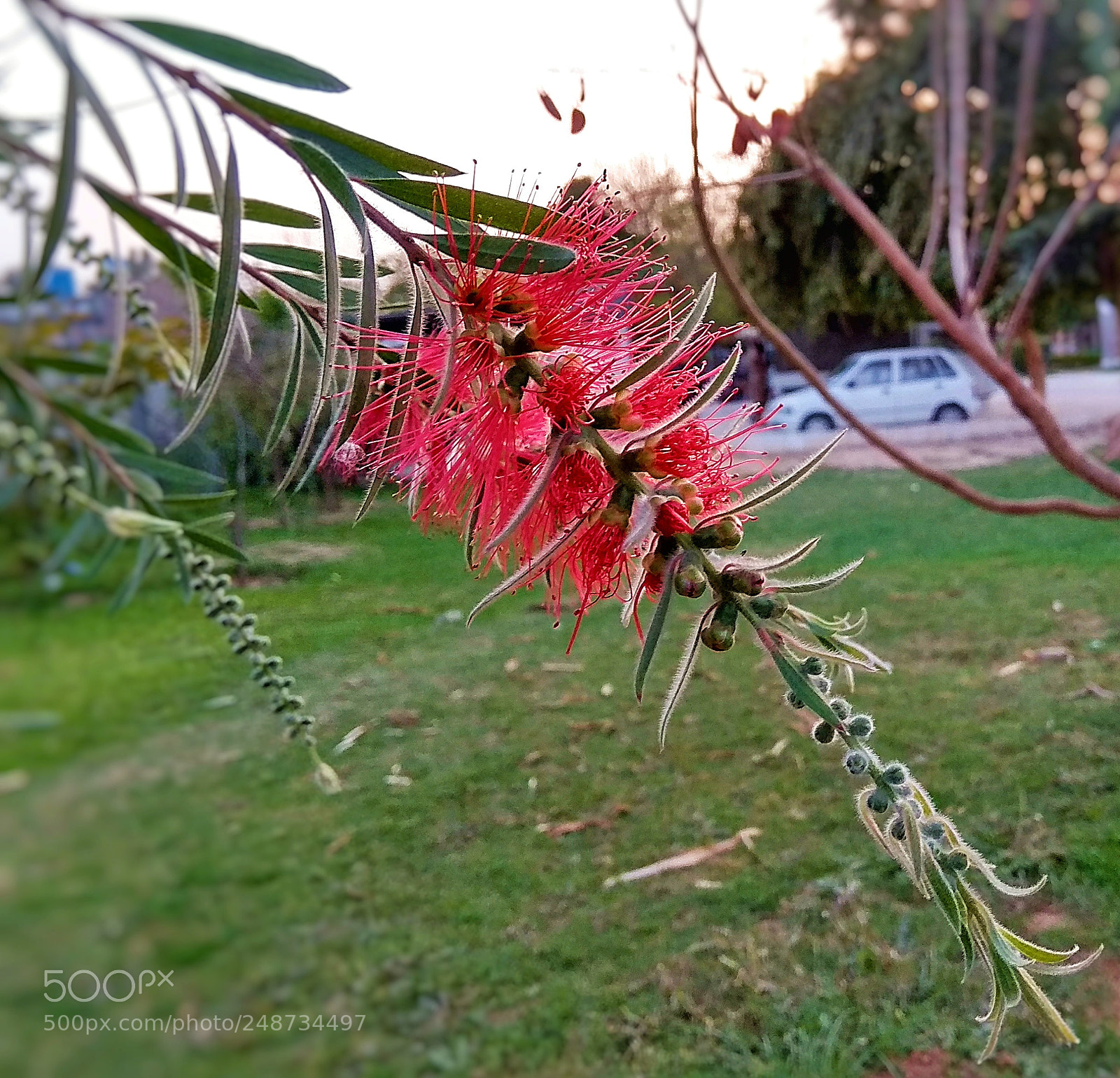 Xiaomi Redmi Note 4 sample photo. Springi photography