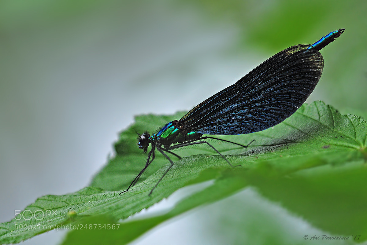 Nikon D300S sample photo. Male beautiful demoiselle photography