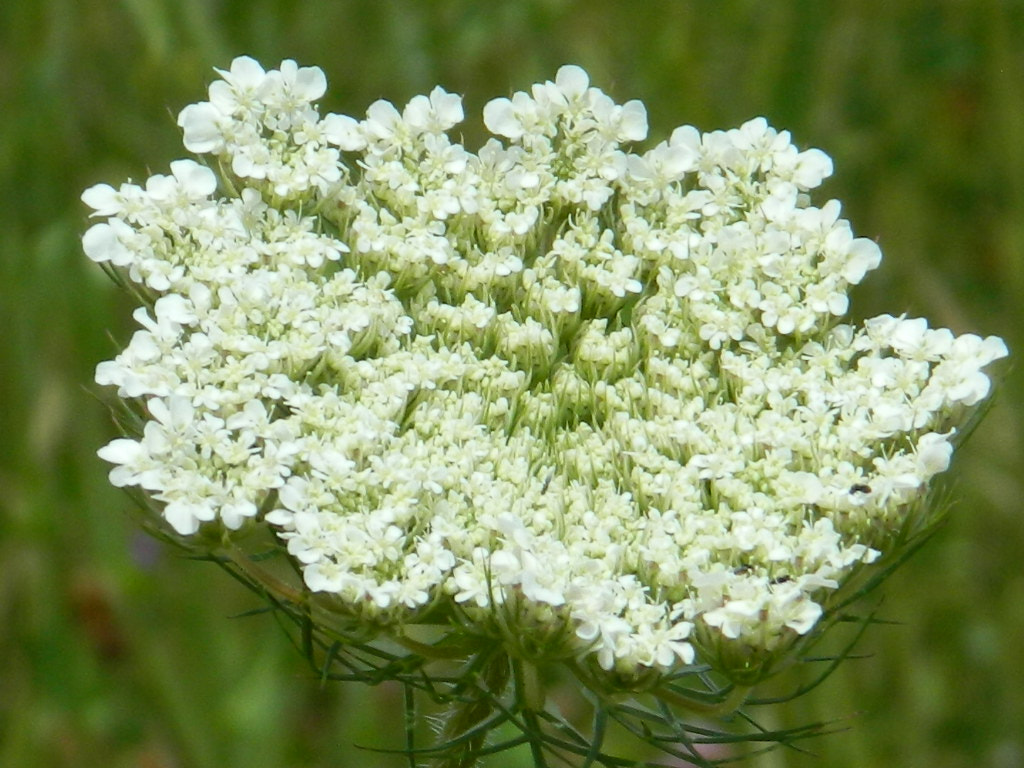 Nikon COOLPIX L310 sample photo. Queen annes lace photography
