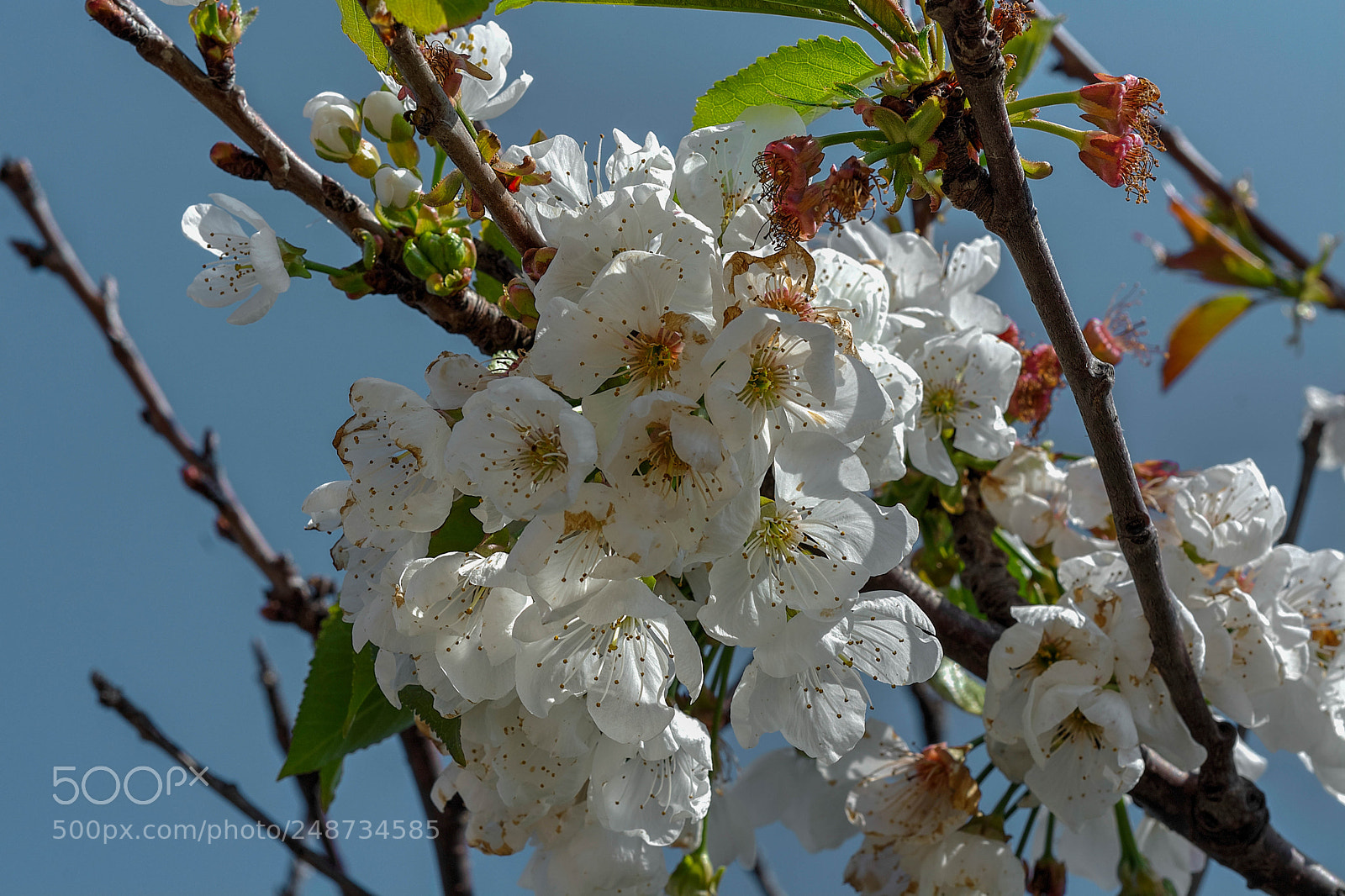 Nikon D7100 sample photo. Primavera photography