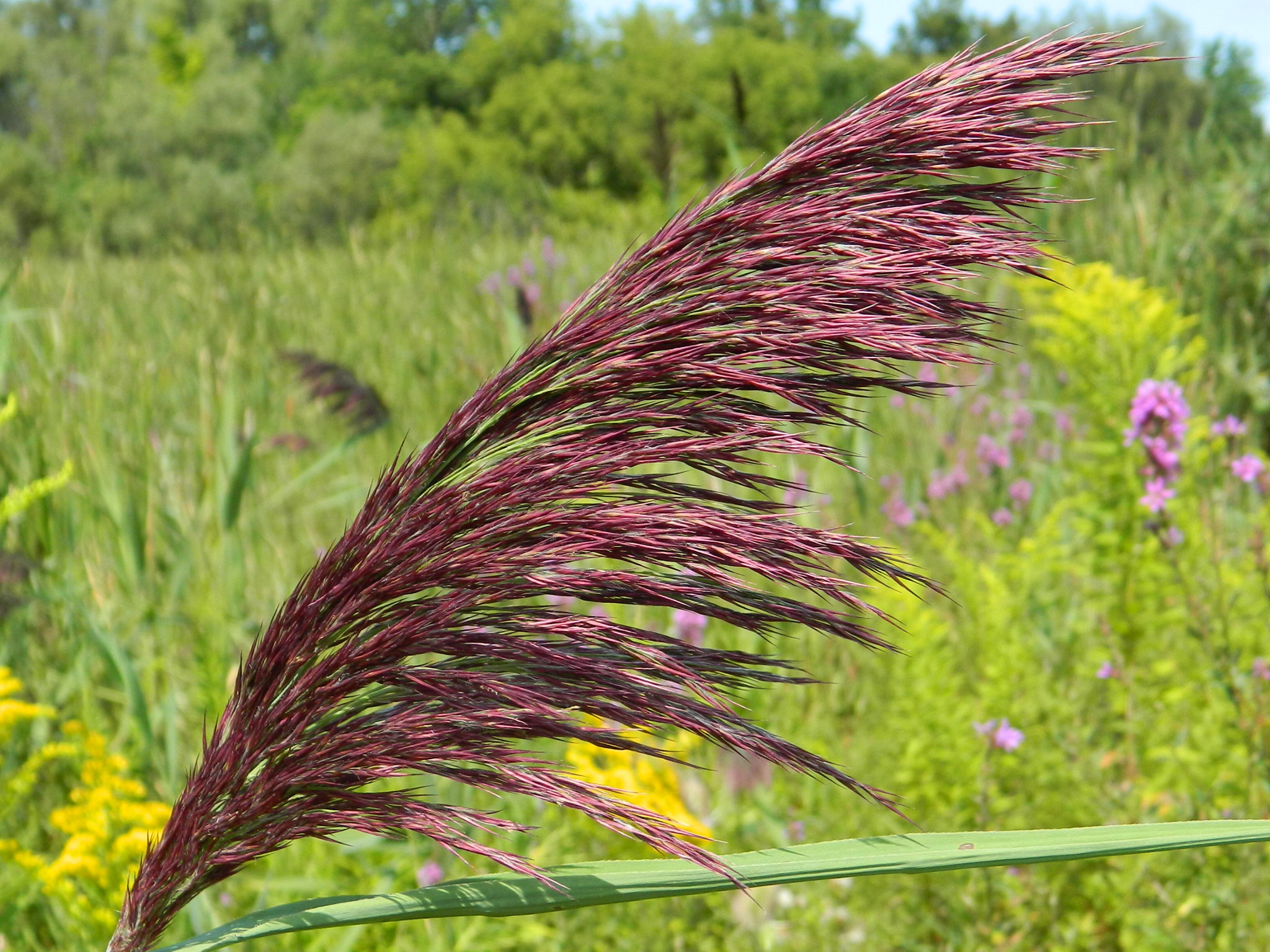 Nikon COOLPIX L310 sample photo. Phragmites ( invasive grass ) photography