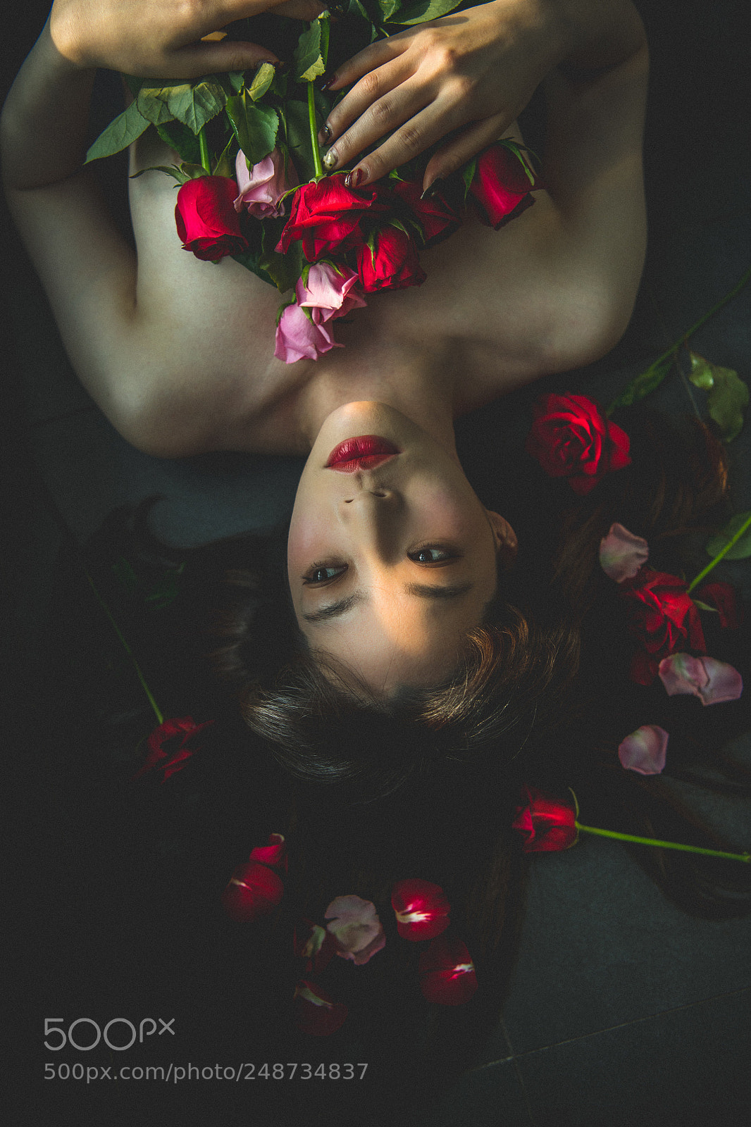 Nikon D850 sample photo. Rose photography