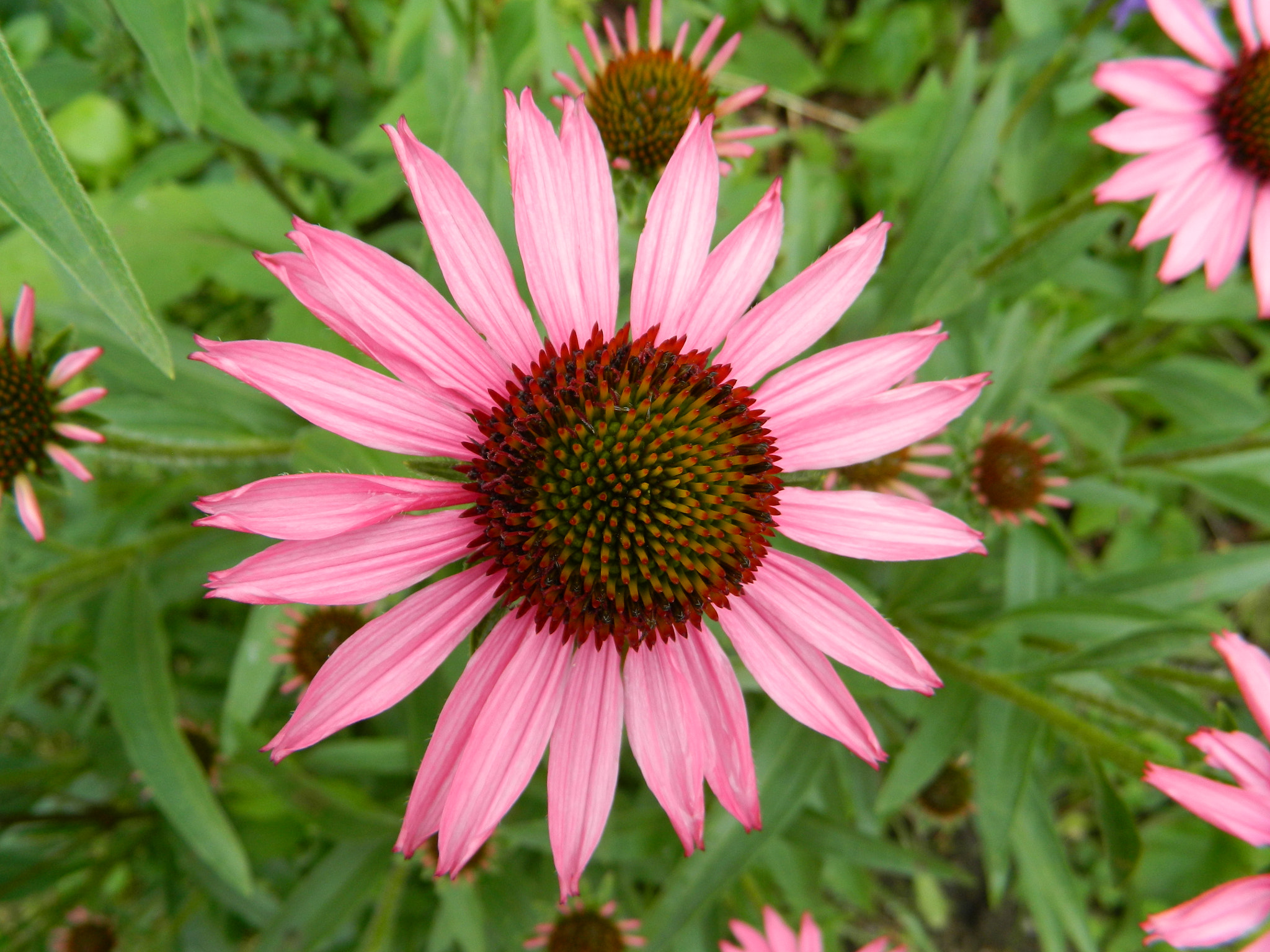 Nikon COOLPIX L310 sample photo. Cone flower photography