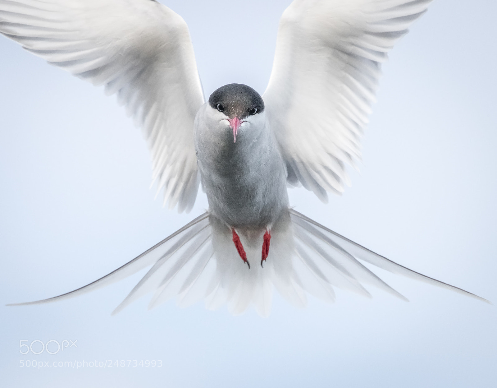 Canon EOS 80D sample photo. Angel bird - arctic photography
