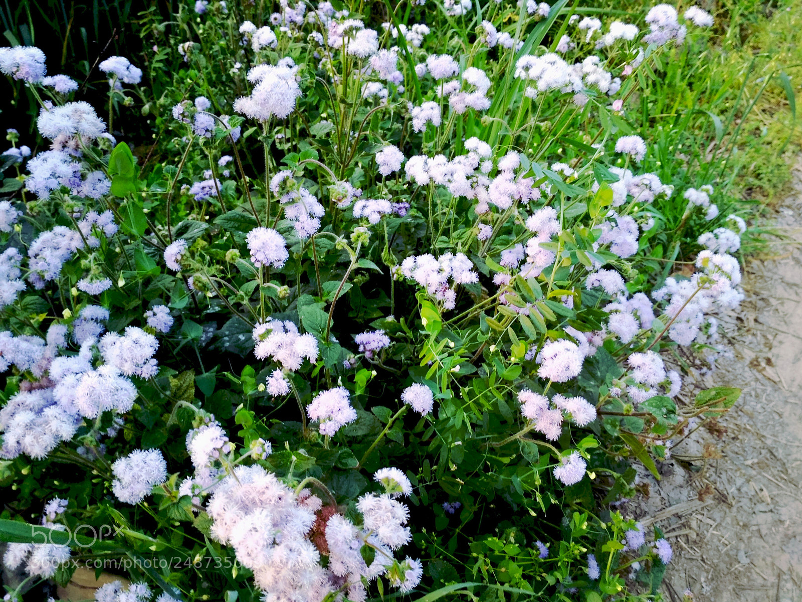 Xiaomi Redmi 3S sample photo. Untitled photography