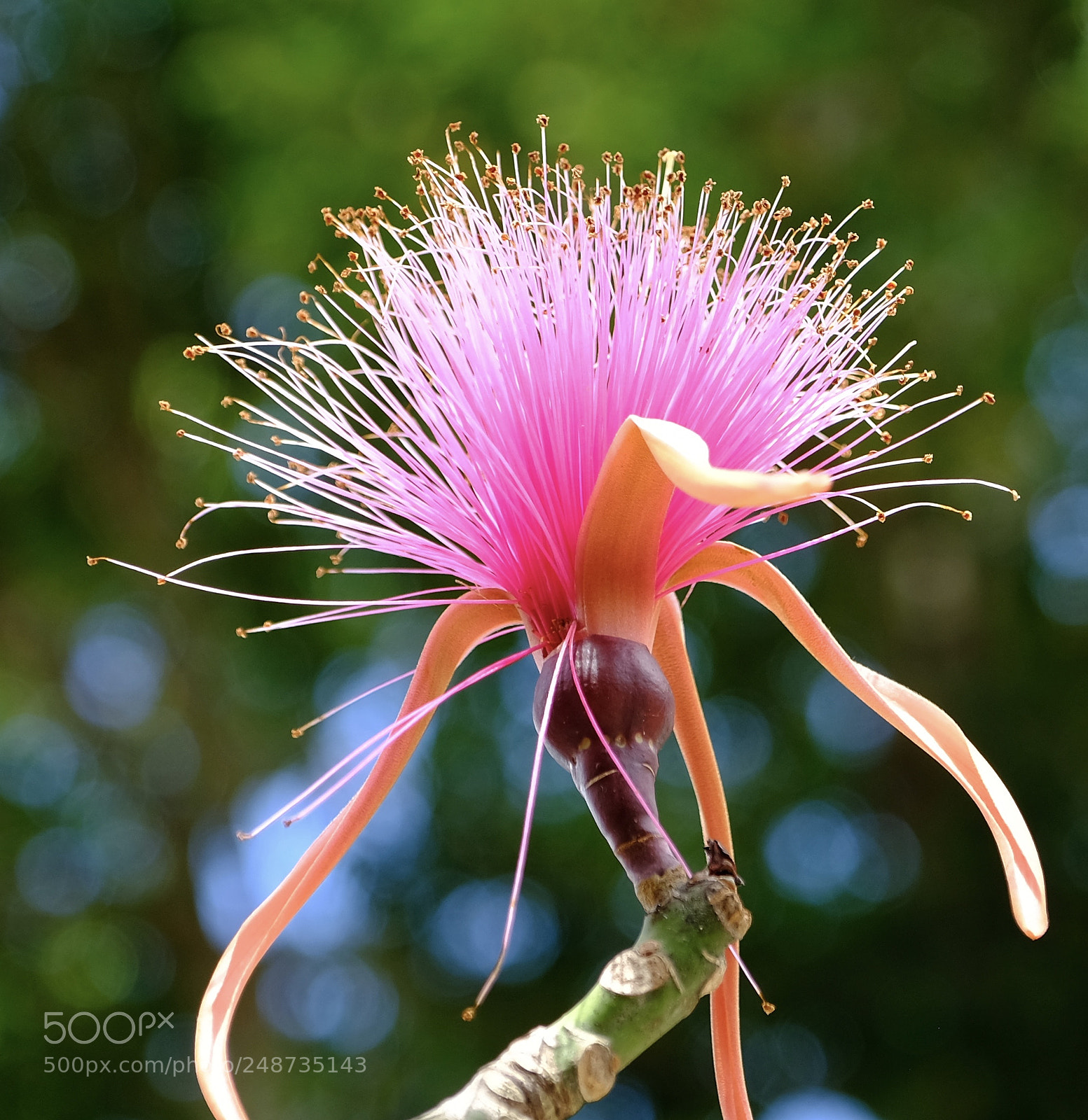 Fujifilm X-T2 sample photo. Bombax ceiba at chichen photography