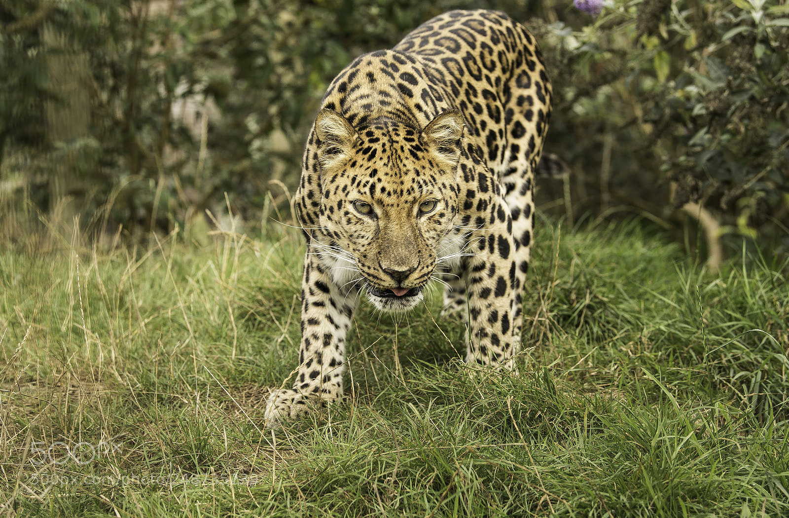 Nikon D5 sample photo. Leopard series photography