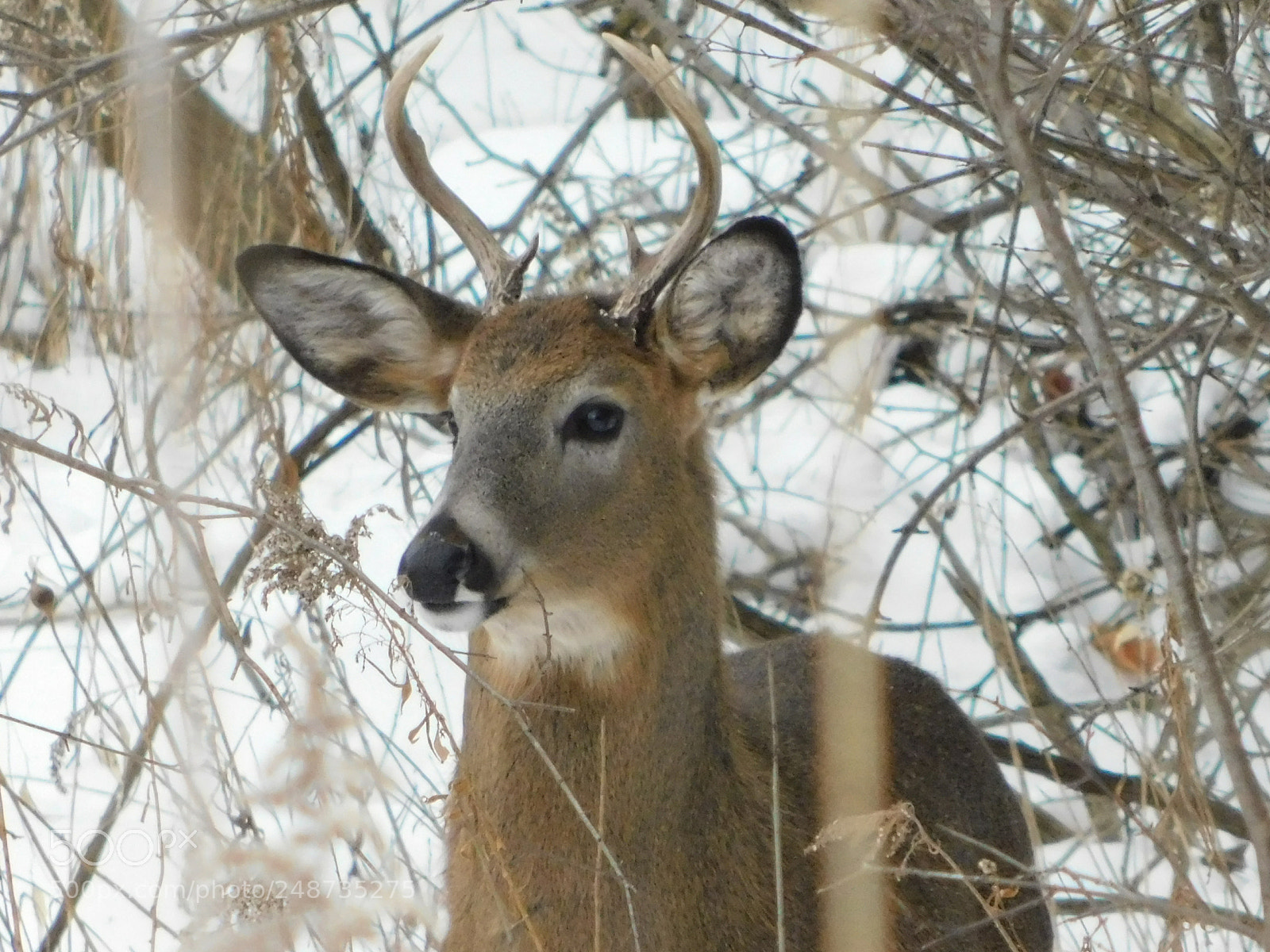 Nikon Coolpix B500 sample photo. Buck photography