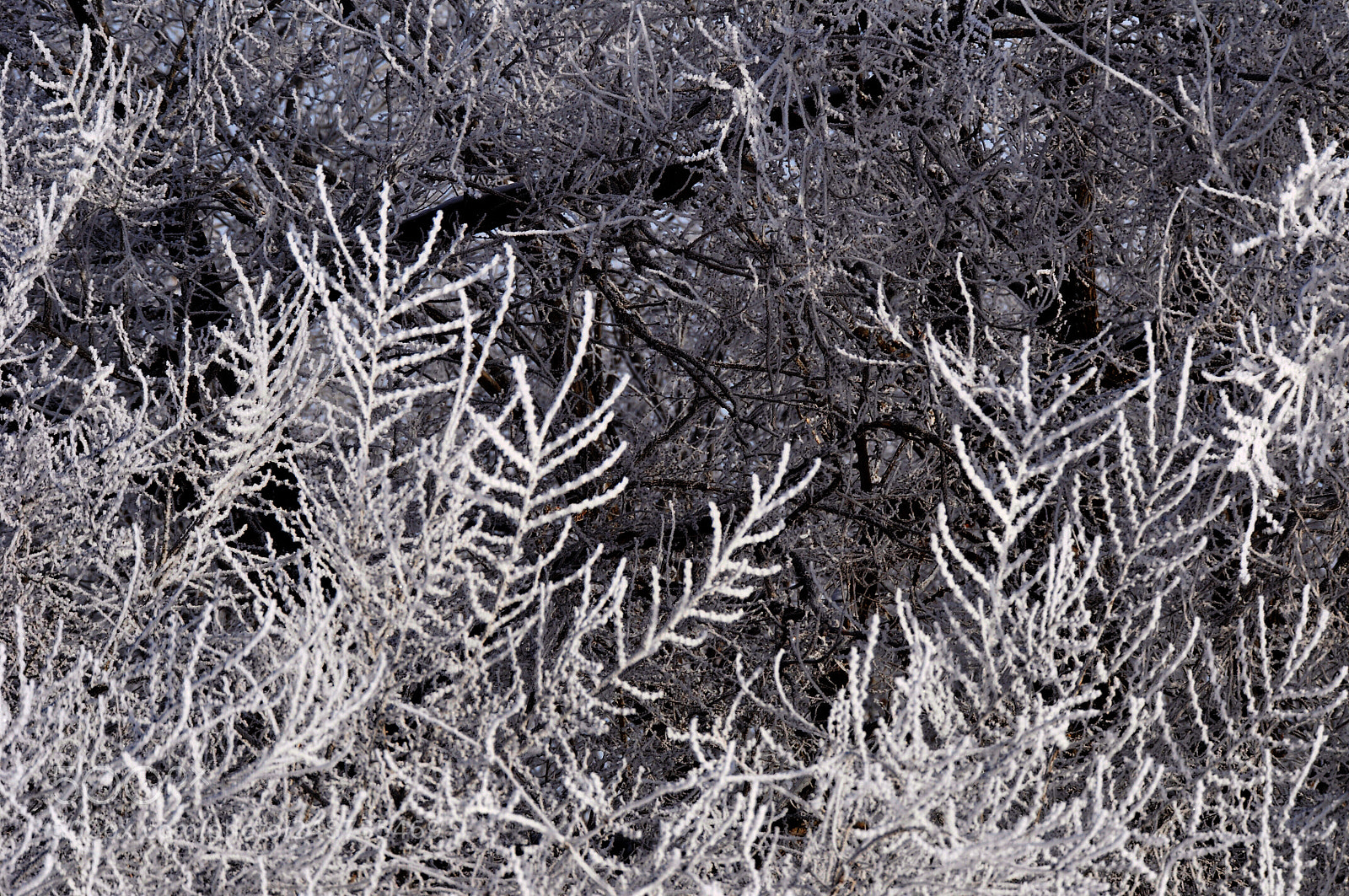 Nikon D90 sample photo. Wintry photography