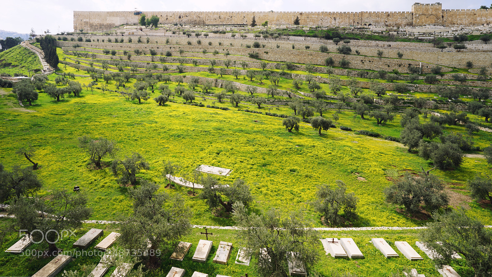Sony a7 II sample photo. Getsemane olive garden jerusalem photography