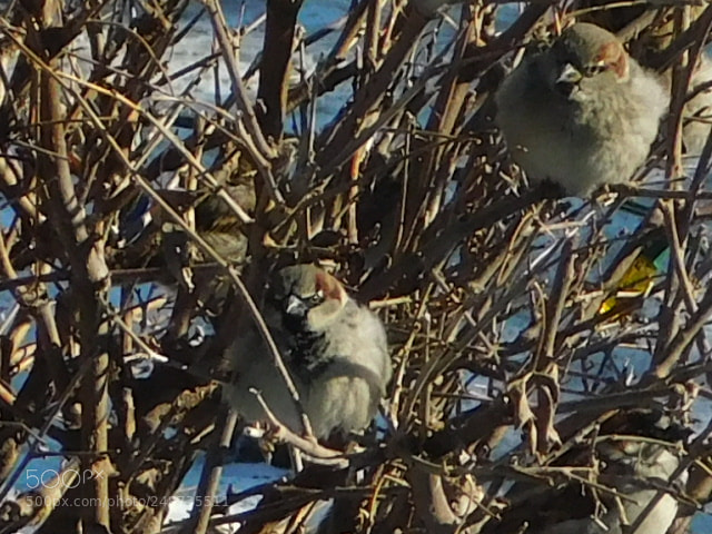 Nikon Coolpix B500 sample photo. Sparrows photography