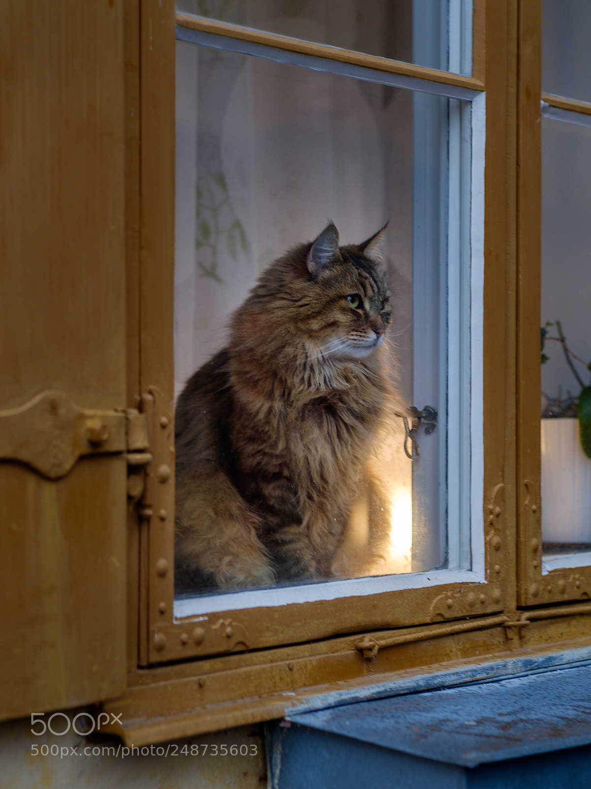 Fujifilm X-T10 sample photo. Catlight photography