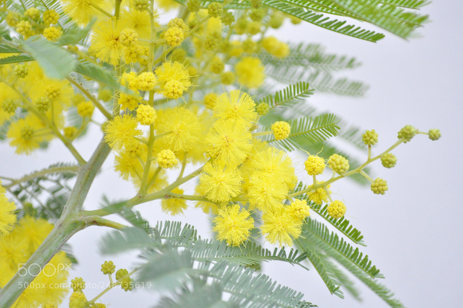 Nikon D5000 sample photo. Mimosa photography