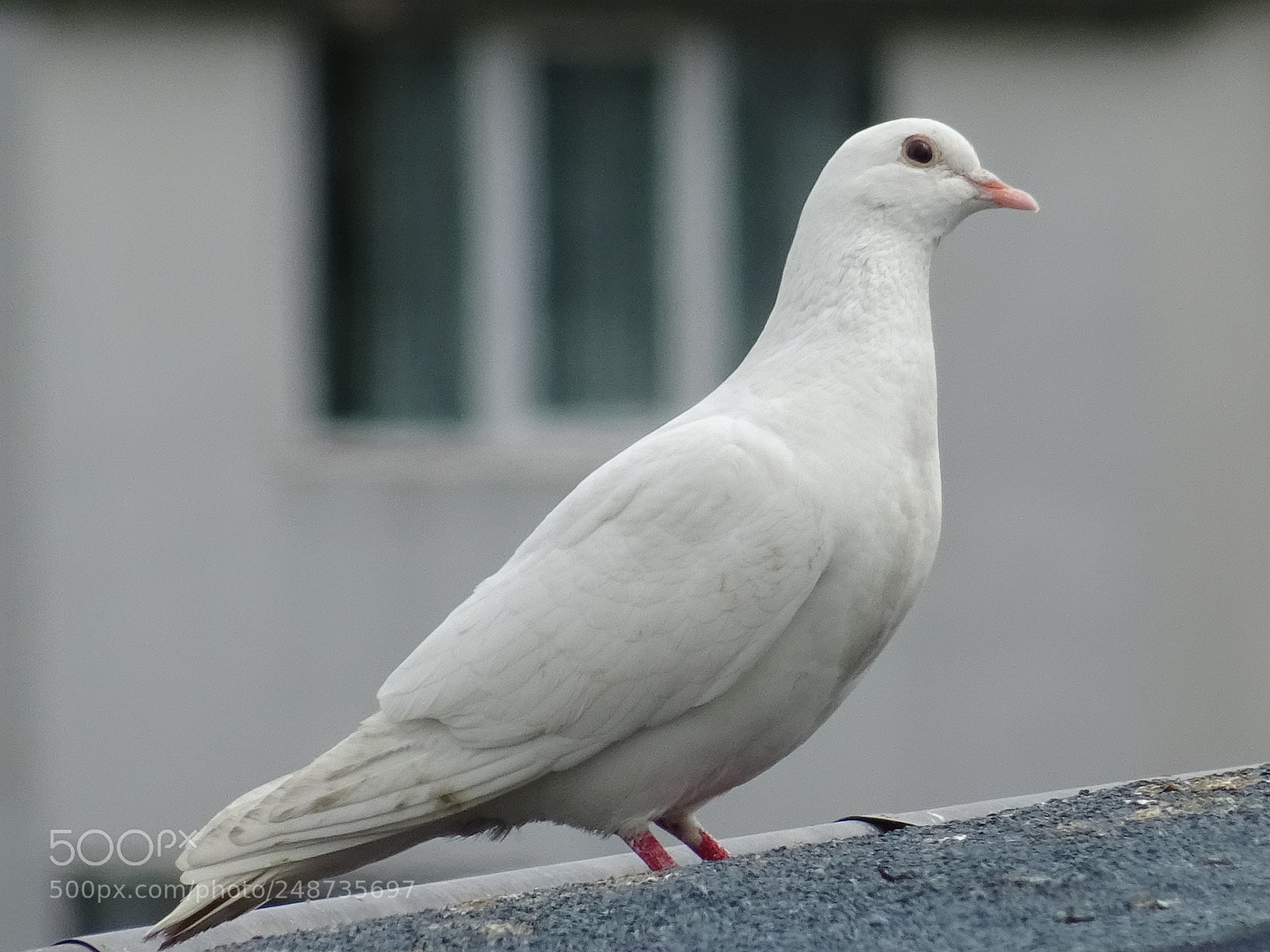 Sony DSC-HX60 sample photo. Birds photography