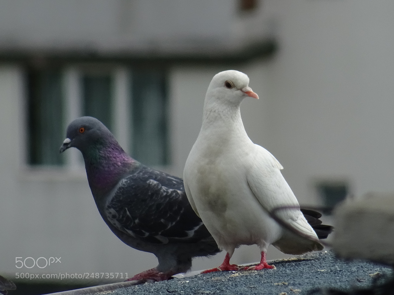Sony DSC-HX60 sample photo. Birds photography