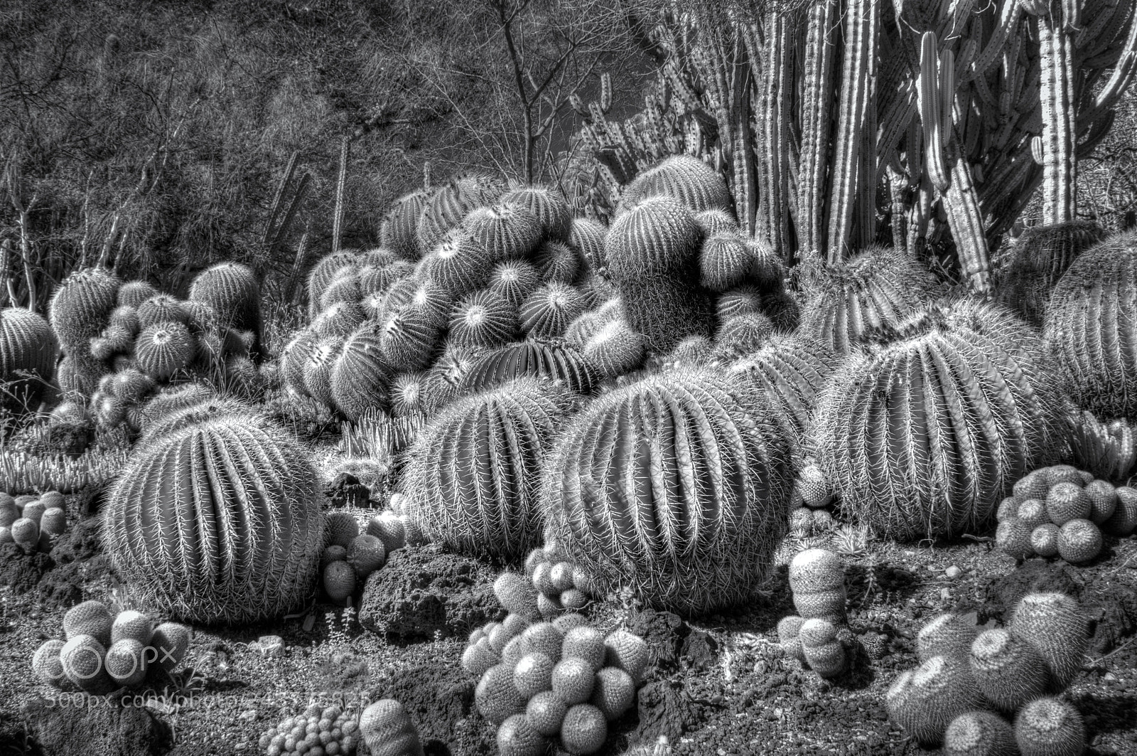 Sony a6000 sample photo. Desert cactus collection in photography