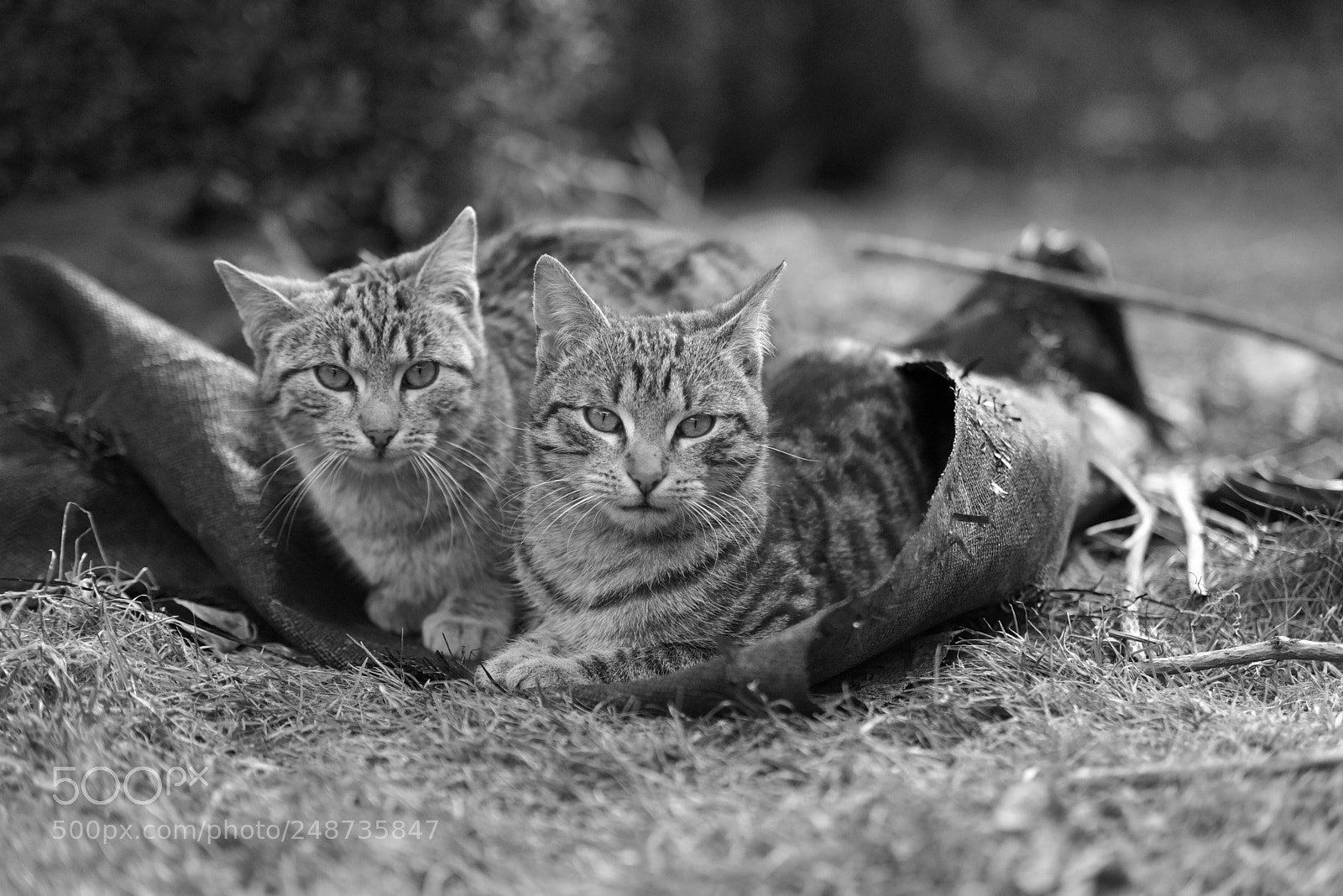 Nikon D810 sample photo. Untitled photography