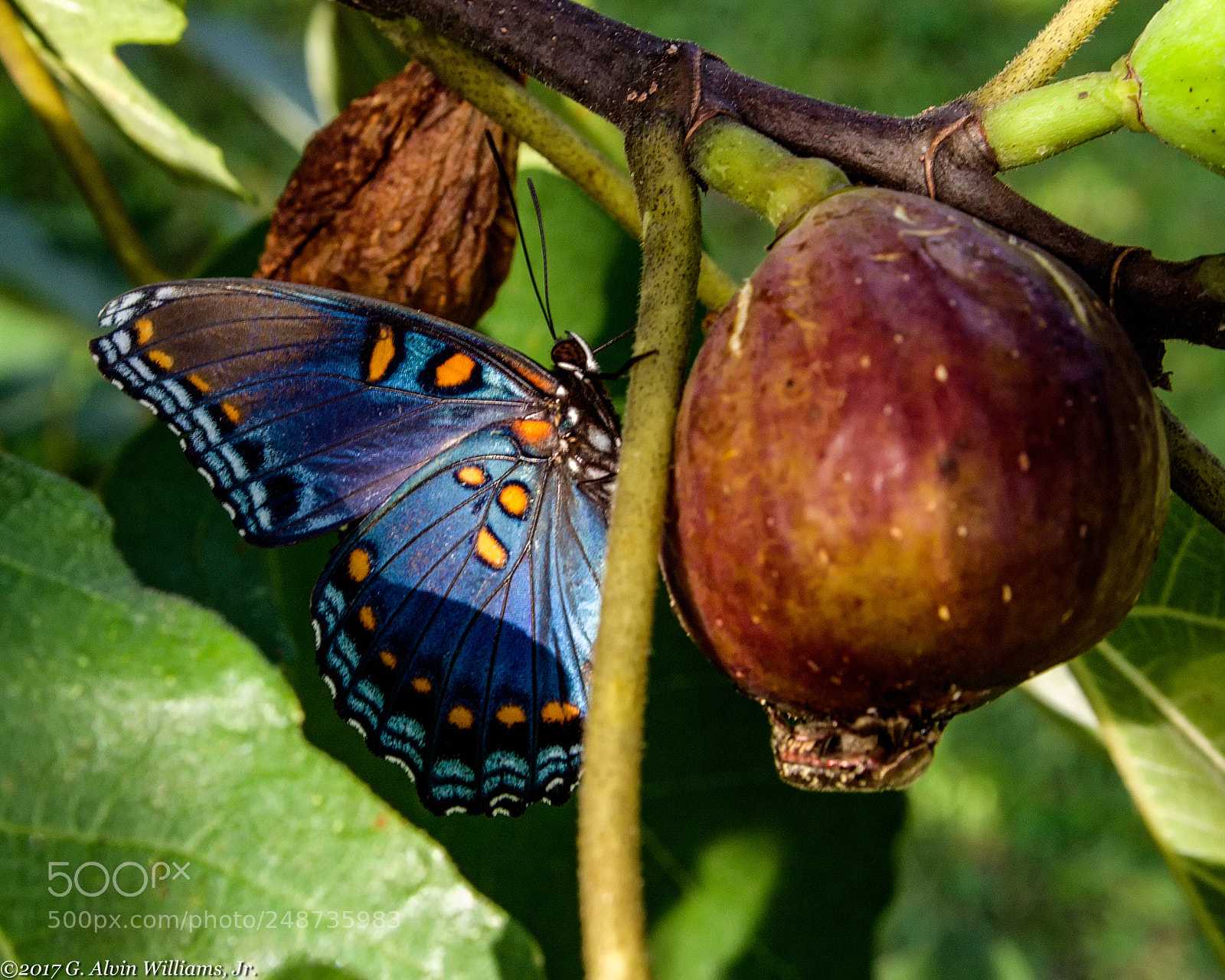 Pentax K-5 sample photo. Butterfly on a fig photography