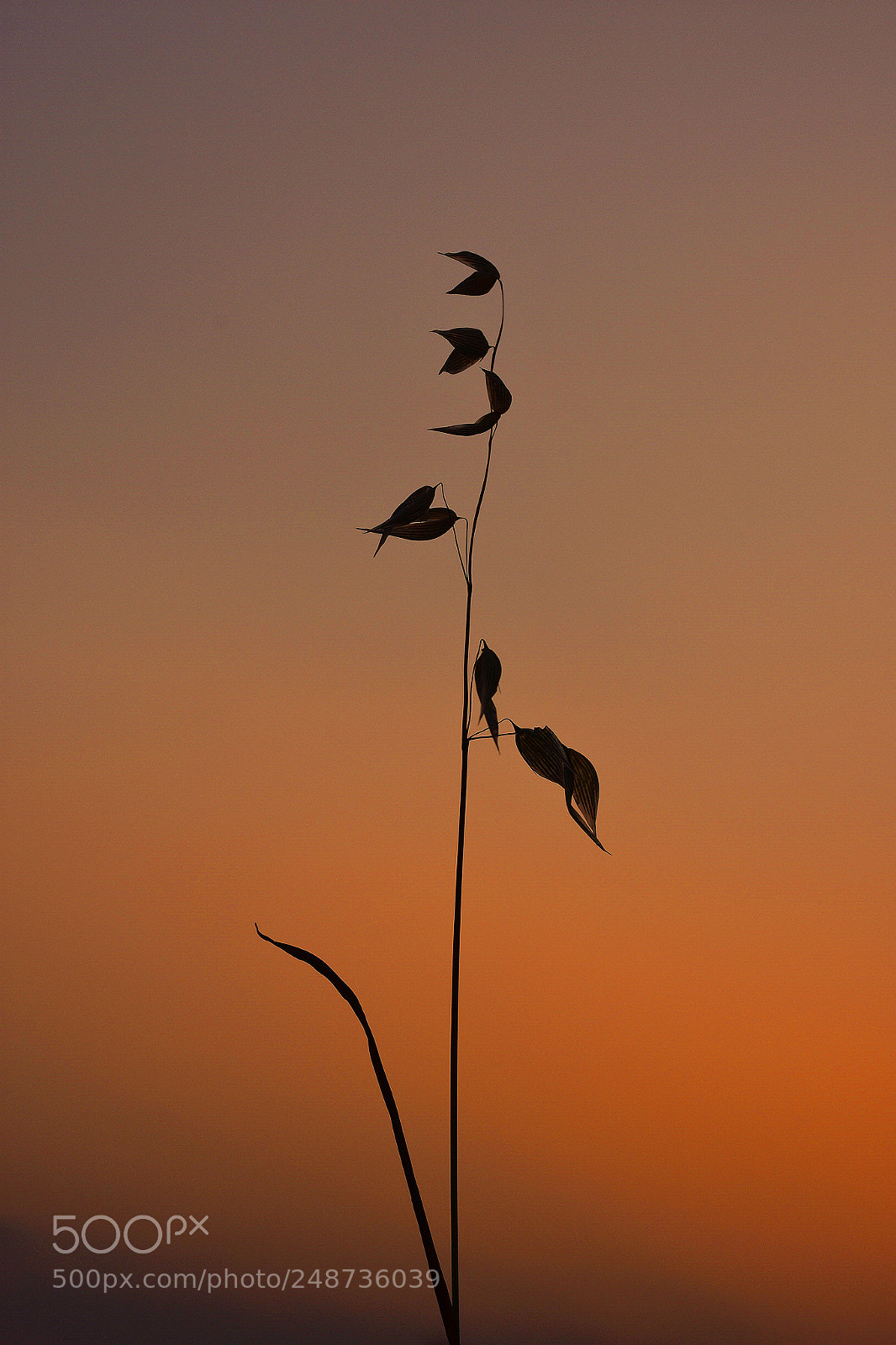 Nikon D7200 sample photo. Untitled photography