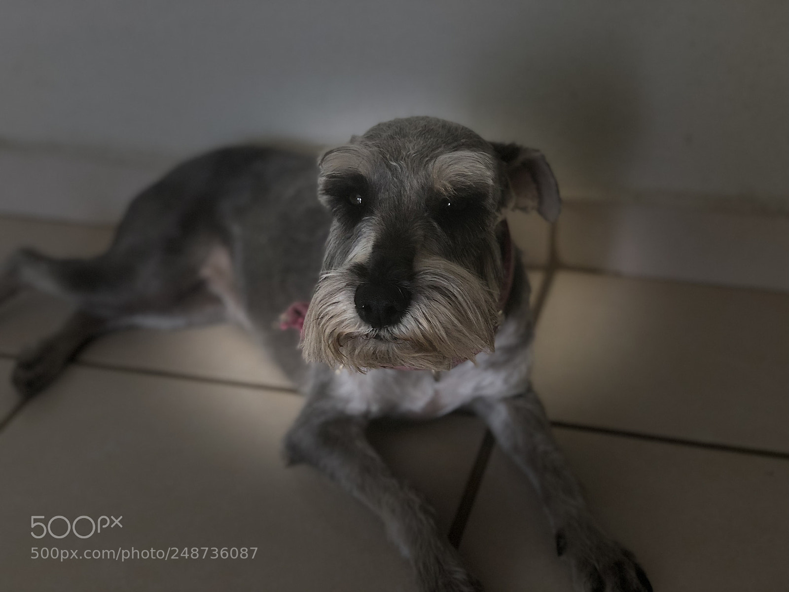 Apple iPhone X sample photo. My little monster photography