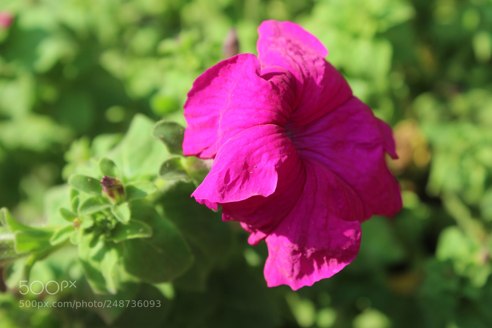 Canon EOS 700D (EOS Rebel T5i / EOS Kiss X7i) sample photo. Untitled photography