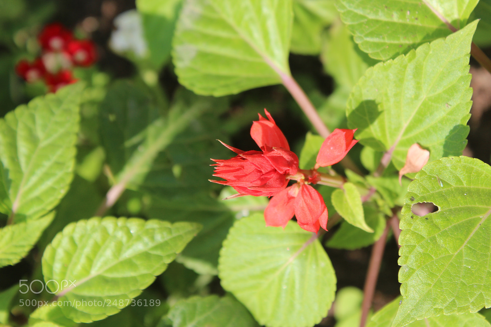 Canon EOS 700D (EOS Rebel T5i / EOS Kiss X7i) sample photo. Untitled photography