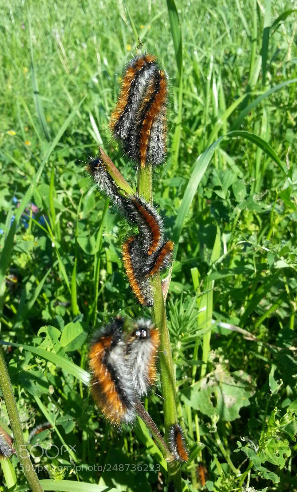 Samsung Galaxy S3 sample photo. Chenille photography