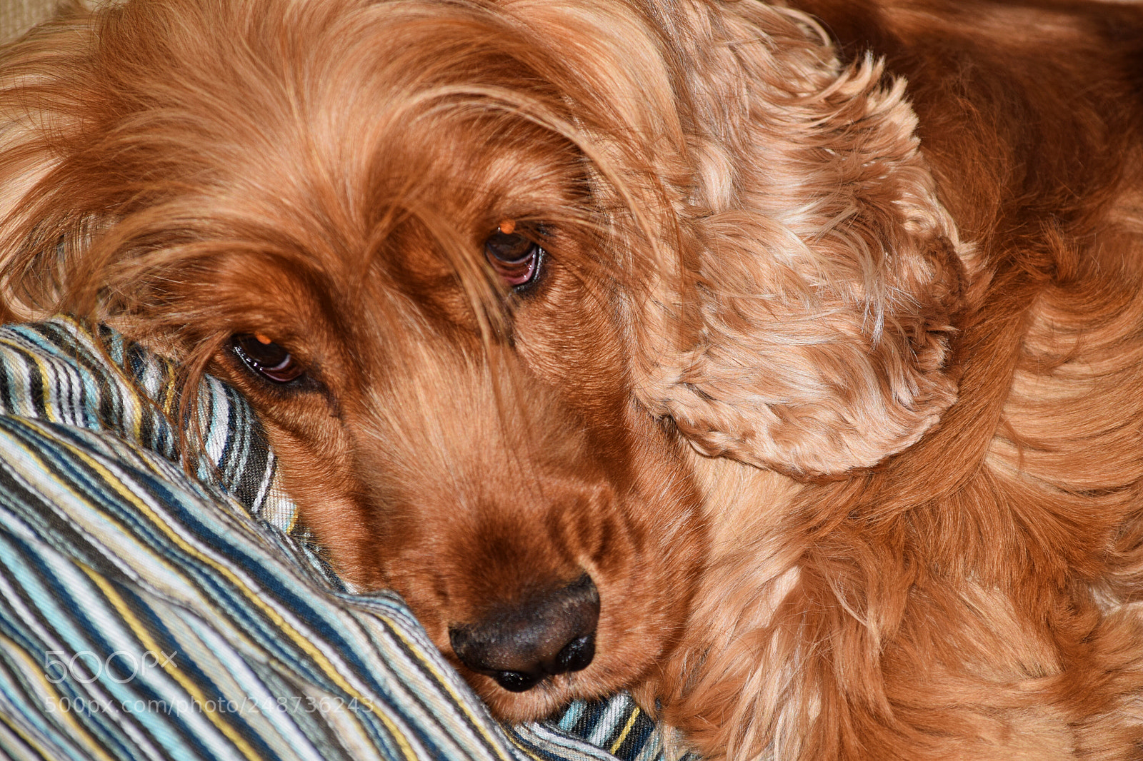Nikon D5300 sample photo. Un peque o granuja photography