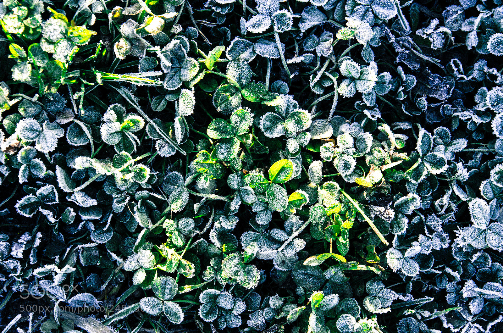 Nikon D7000 sample photo. Blinding snow photography