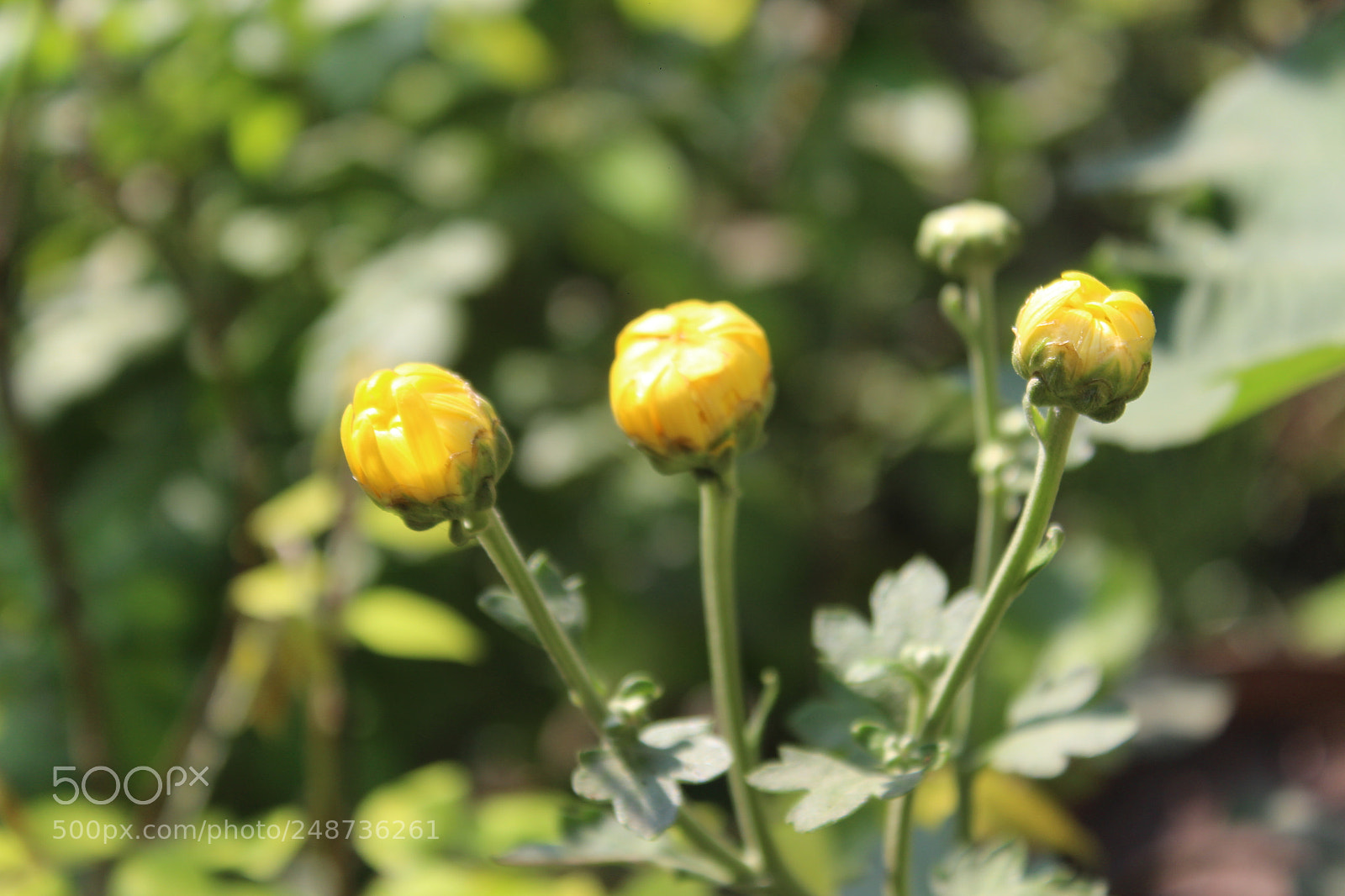 Canon EOS 700D (EOS Rebel T5i / EOS Kiss X7i) sample photo. Untitled photography