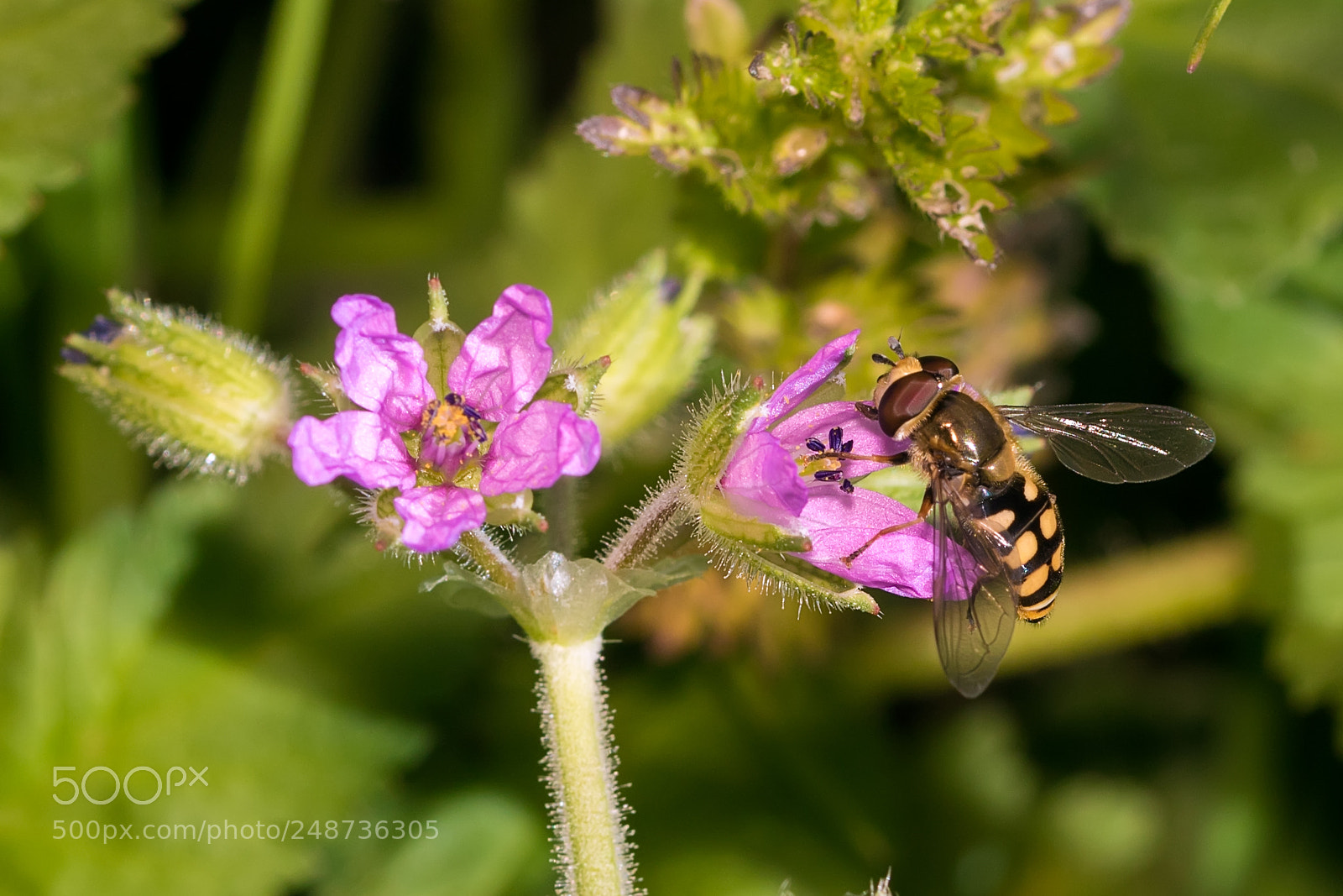Canon EOS 750D (EOS Rebel T6i / EOS Kiss X8i) sample photo. Eupeodes sp (ii) photography
