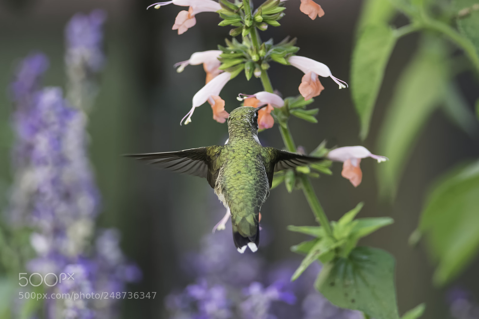 Nikon D7100 sample photo. Morning feeding photography